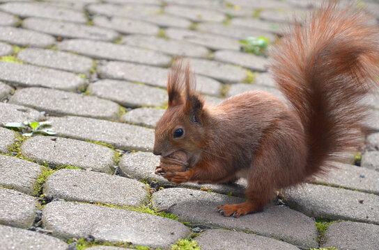 Wild readhead squirrel eating walnut on cobblestone road . Closeup photo. Fauna, squirrel in park, wildlife.Free copy space