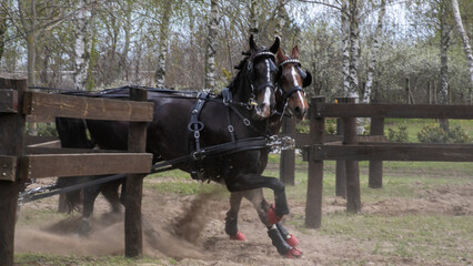 Black horse galloping in wooden paddock during energetic ride, equestrian sport, rural countryside...