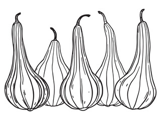 Ridge gourd vector line art illustration