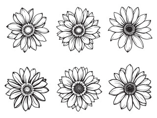 Rudbeckia vector line art illustration