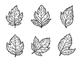 Rue Leaf vector line art illustration