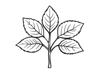 Sassafras leaf vector line art illustration
