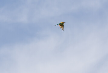 Colourful Blue tailed bee eater flying in the blue sky