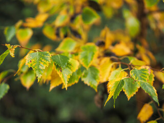 A leafy tree with green leaves and yellow leaves. The leaves are in different stages of ripening. Selective focus. Fall season concept.