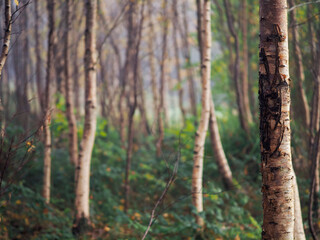 Naklejka premium Birch tree in focus, forest in a mist out of focus. Calm and relaxing nature scene. Fog in a park. Nobody.