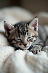 A cute tabby kitten peacefully sleeping on a soft blanket.
