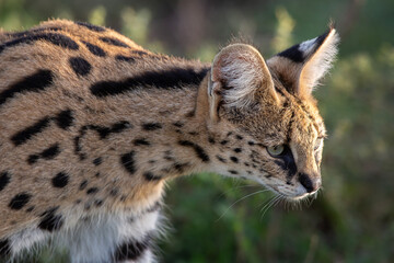 serval