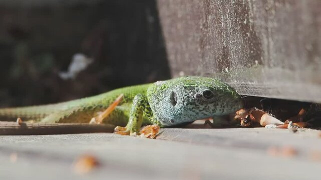 green lizard on a wooden background