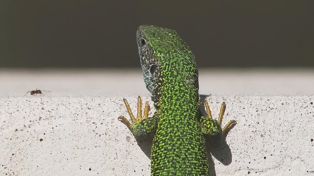 green lizard on a rock