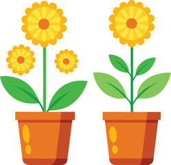 Fototapeta premium A yellow sunflower plant blossoms with bright petals in a pot, a lovely touch of nature for any garden