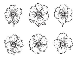 Speedwell vector line art illustration