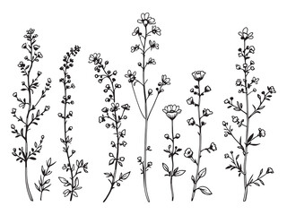 Speedwell vector line art illustration