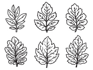 Spicebush Leaf vector line art illustration