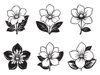 Fototapeta premium Stephanotis vector line art illustration