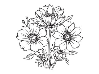 Strawflower vector line art illustration