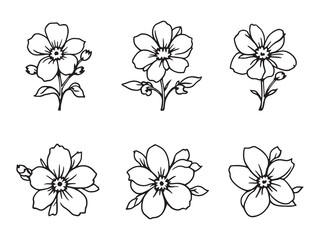 Obraz premium Sweet Alyssum vector line art illustration