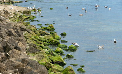 Serene scene of a shore covered with green algae with seagulls, some of them swimming in the clear transparent water