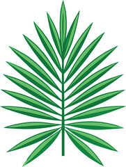 A fresh green palm leaf, isolated on white, showcases tropical nature