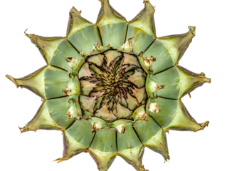 Fresh Cardoon Vegetables in Garden