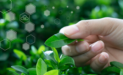 Reduce emission and Carbon neutral concept. Hand holding a tree with a CO2 symbol to limit climate change and global warming