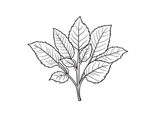 Sweetshrub Leaf vector line art illustration