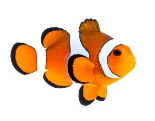 Clownfish in Vivid Orange and White: A Gentle Dance Against the Black Abyss