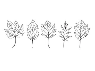 Sweetshrub Leaf vector line art illustration