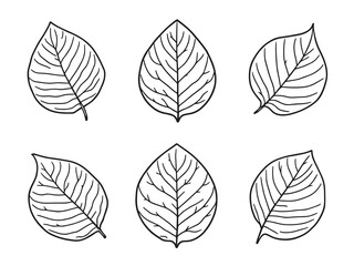 Tamarind leaf vector line art illustration