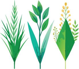 Green wheat ears, a plant of nature, stand isolated on white, a spring growth from the field