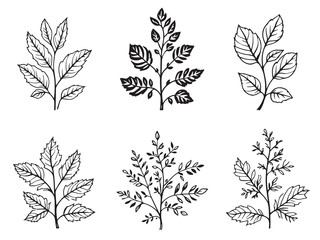 Tansy Leaf vector line art illustration