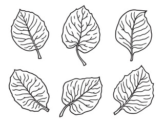 Fototapeta premium Teak leaf vector line art illustration
