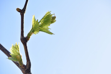 grape vine, young green leaf. Small green buds on the branches of grape vines. Young green leaves coming out from thick green buds. close up, macro photo. vineyard, farm. background, place for text