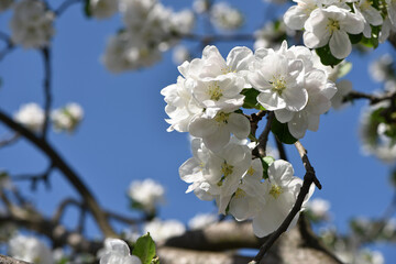 The apple tree is blooming. White flowers on the tree in the garden. Beautiful spring apple tree blossom. spring season. macro photo. close up of flowering branch of fruit tree.
