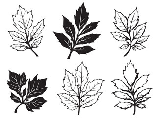 Tupelo Leaf vector line art illustration