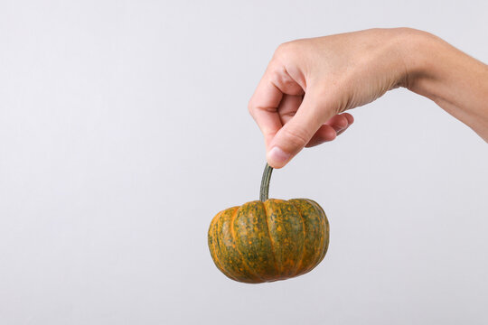 Female hand holding miniature pumpkin on grey background