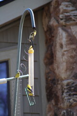 three goldfinch