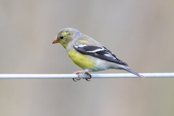 American Goldfinch on a perch
