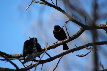 blackbirds on a tree