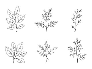 Wild Ginger Leaf vector line art illustration