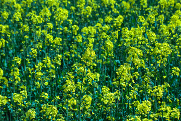 Rapsfeld im Frühling, abstrakt