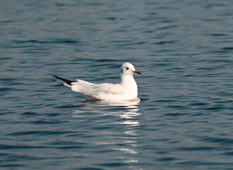 A beautiful black headed seagull is seen leisurely swimming in a wetlands lake
