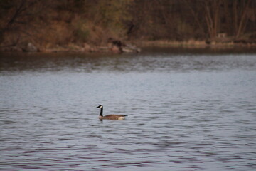 goose in the lake