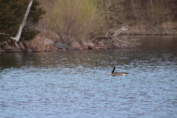goose in the water