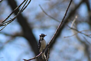 downy woodpecker perched on tree