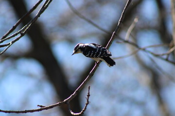 perched downy woodpecker