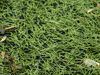 A field of grass with a few dead leaves scattered around