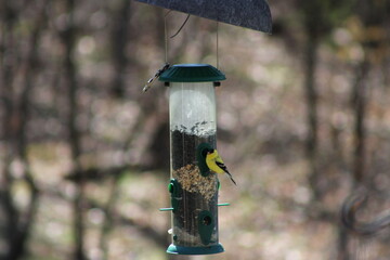 yellow finch