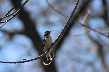downy woodpecker
