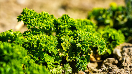 green fresh organic herbs curly parsley, petroselinum crispum ssp. crispum. Parsley moss curl organic herbs on the farming field