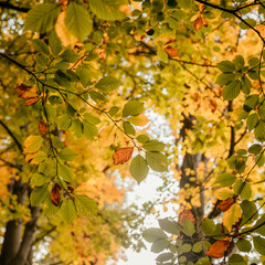 Fototapeta premium Low-angle view of vibrant autumn beech leaves in golden yellow and rust orange, branches stretching across a dreamy, softly blurred bokeh sky, glowing with warm sunlight